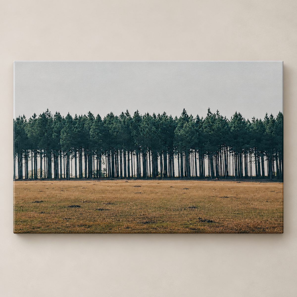 Line of Pines - Canvas